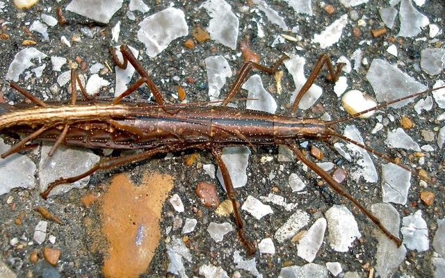 Northern Two-striped Walkingstick reference