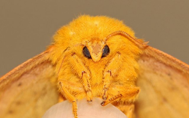 Orange-striped Oakworm Moth reference