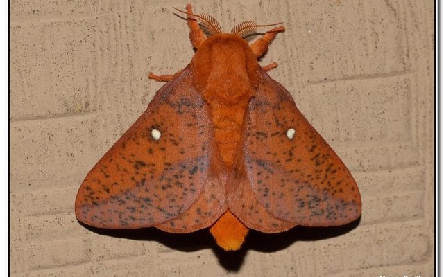 Spiny Oakworm Moth reference