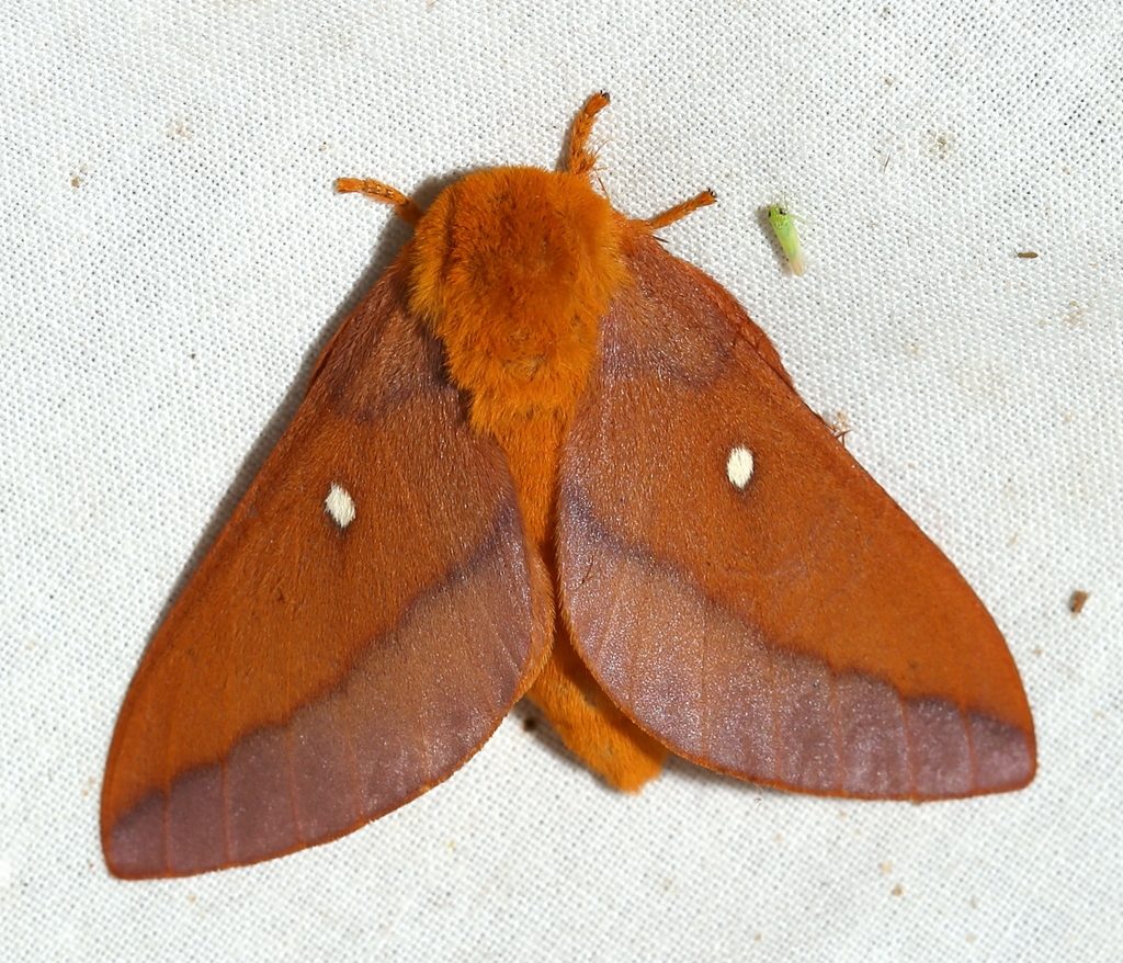 Pink-striped Oakworm Moth reference