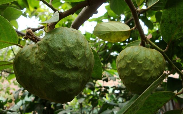 Cherimoya reference