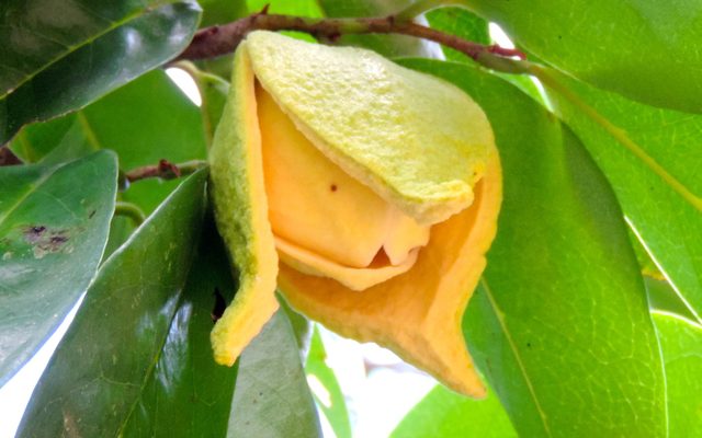 Soursop reference