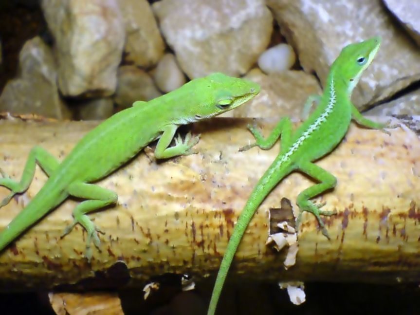 Green Anole reference