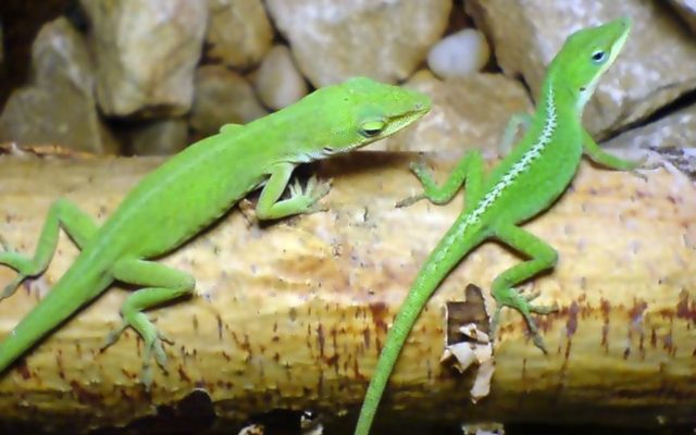 Green Anole reference