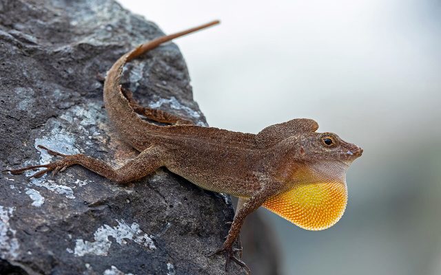 Puerto Rican Crested Anole reference