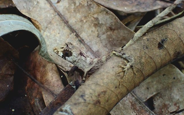 Puerto Rican Giant Anole reference