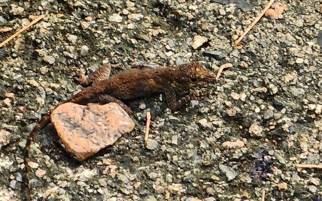 Bark Anole reference
