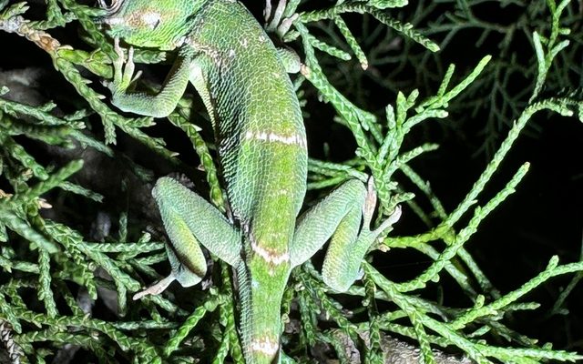 Knight Anole reference