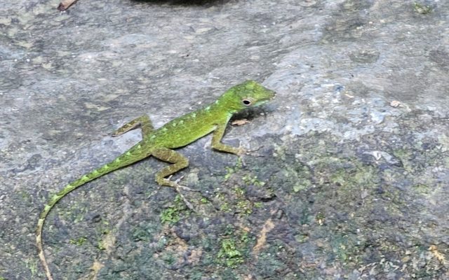 Emerald Anole reference