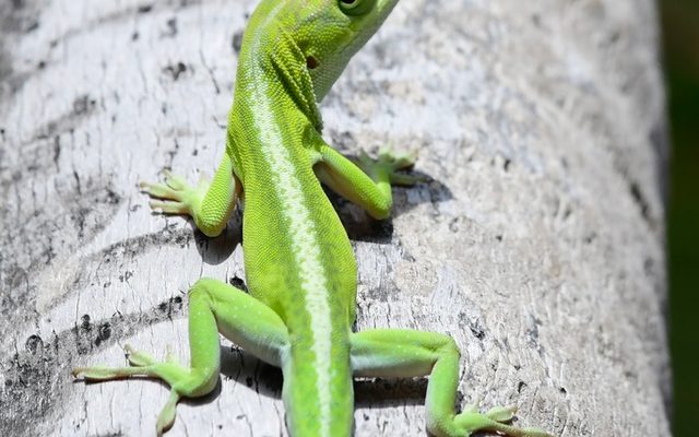 Cuban Green Anole reference