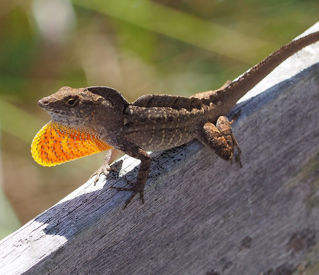 Anolis sagrei reference