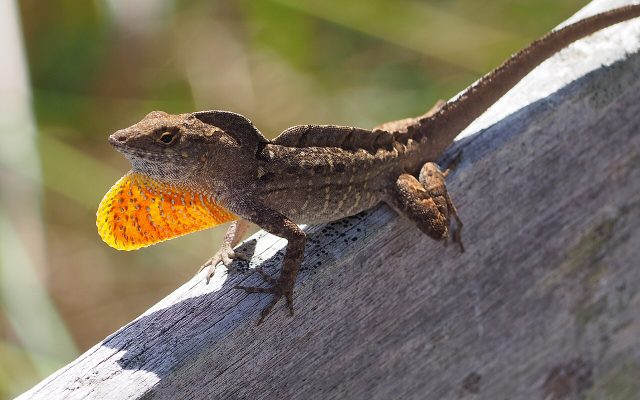 Brown Anole reference