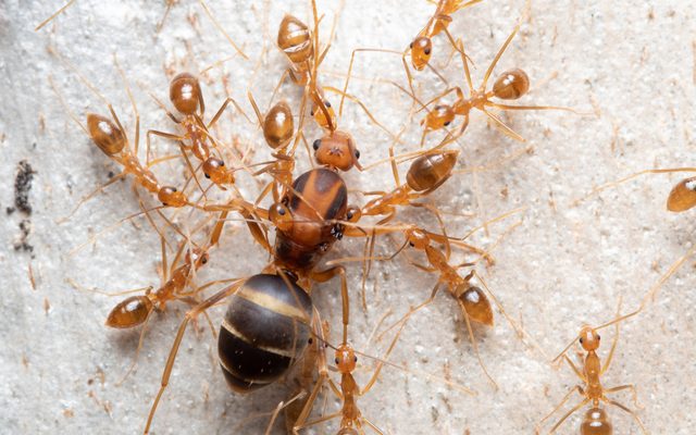 Yellow Crazy Ant reference