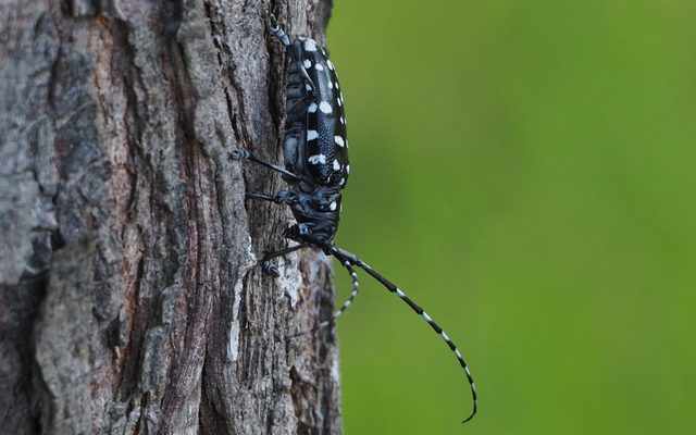 Asian Longhorned Beetle reference