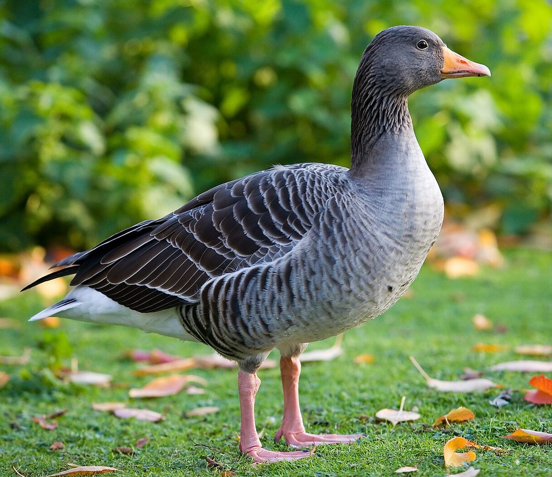Greylag Goose reference