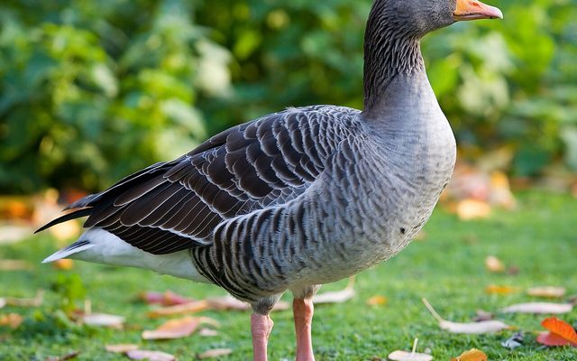 Greylag Goose reference