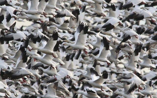 Snow Goose reference
