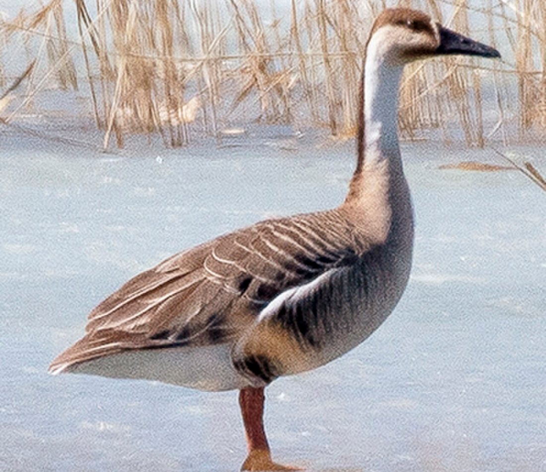 Swan Goose reference