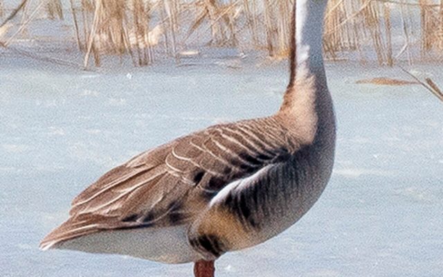 Swan Goose reference