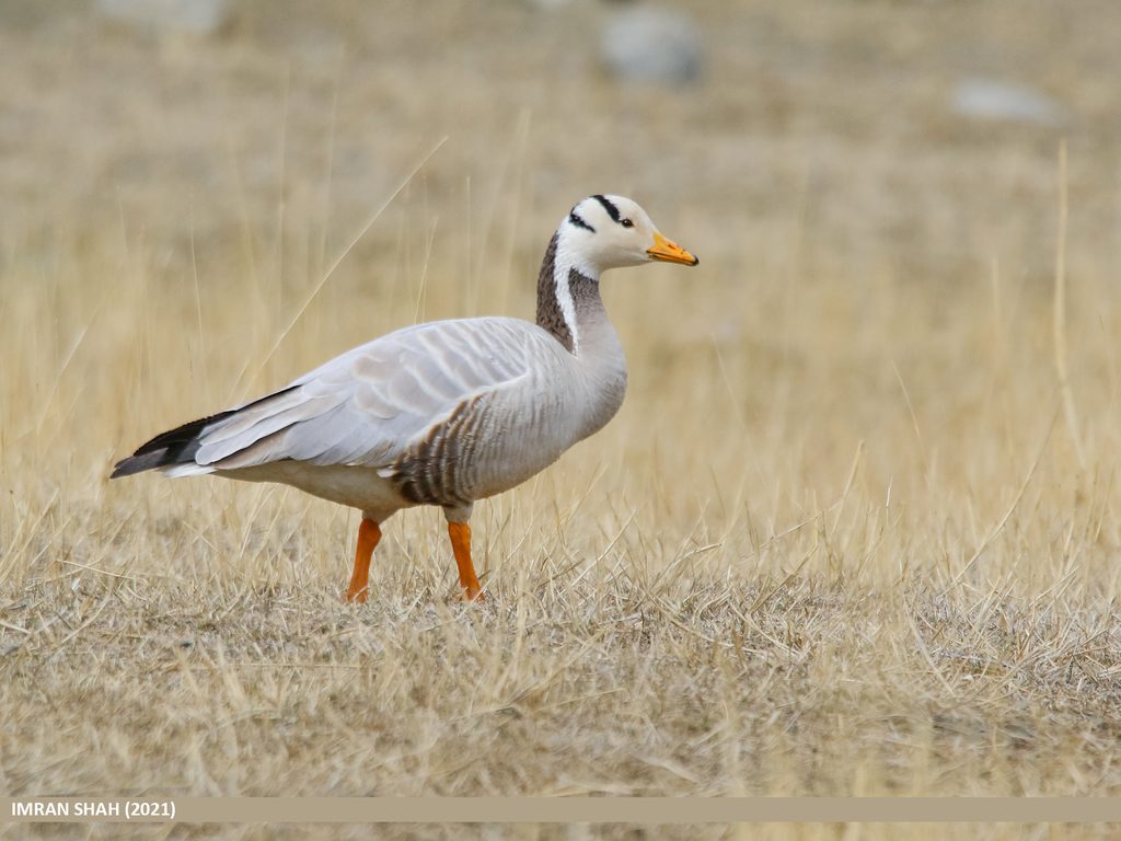 Bar-headed Goose reference