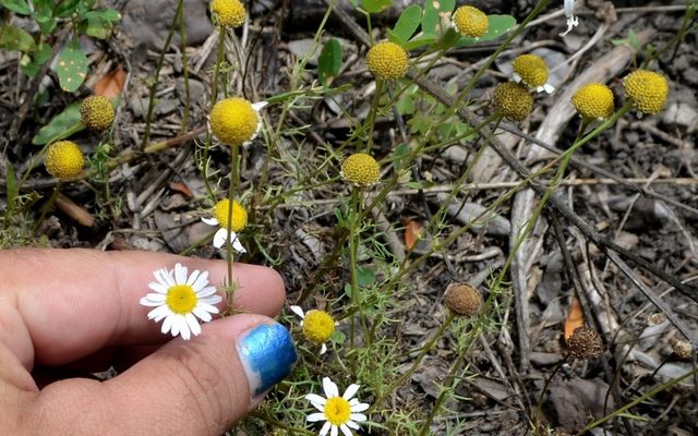 Stinking Chamomile reference