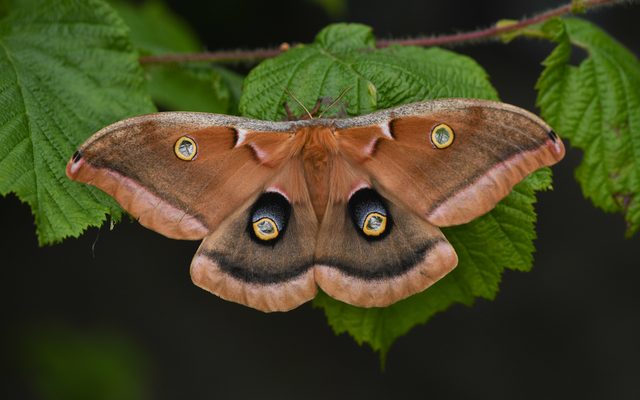 Polyphemus Moth reference