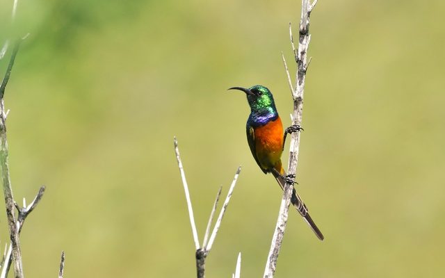 Orange-breasted Sunbird reference