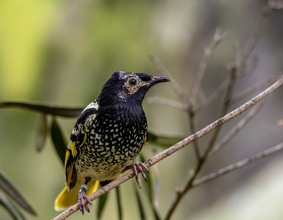 Regent Honeyeater reference