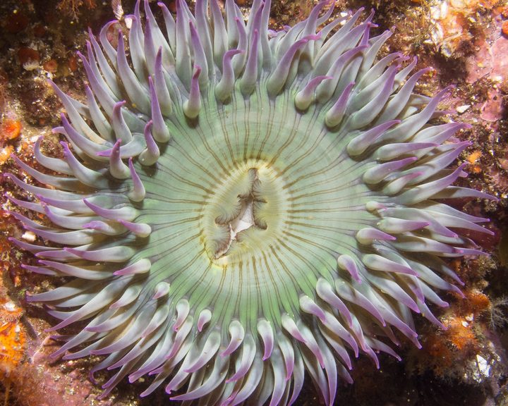 Aggregating Anemone
