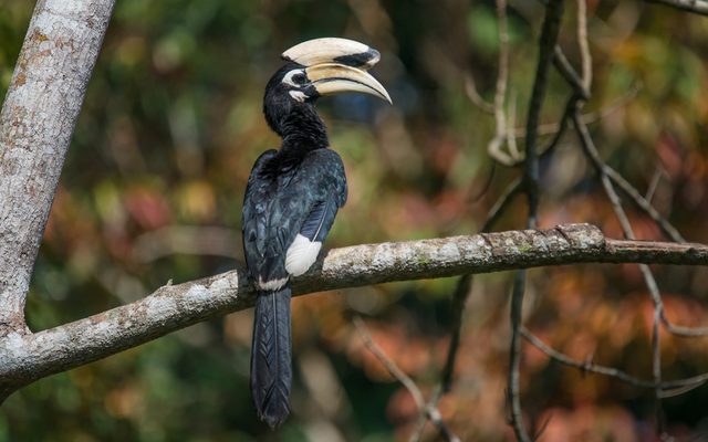 Oriental Pied Hornbill reference