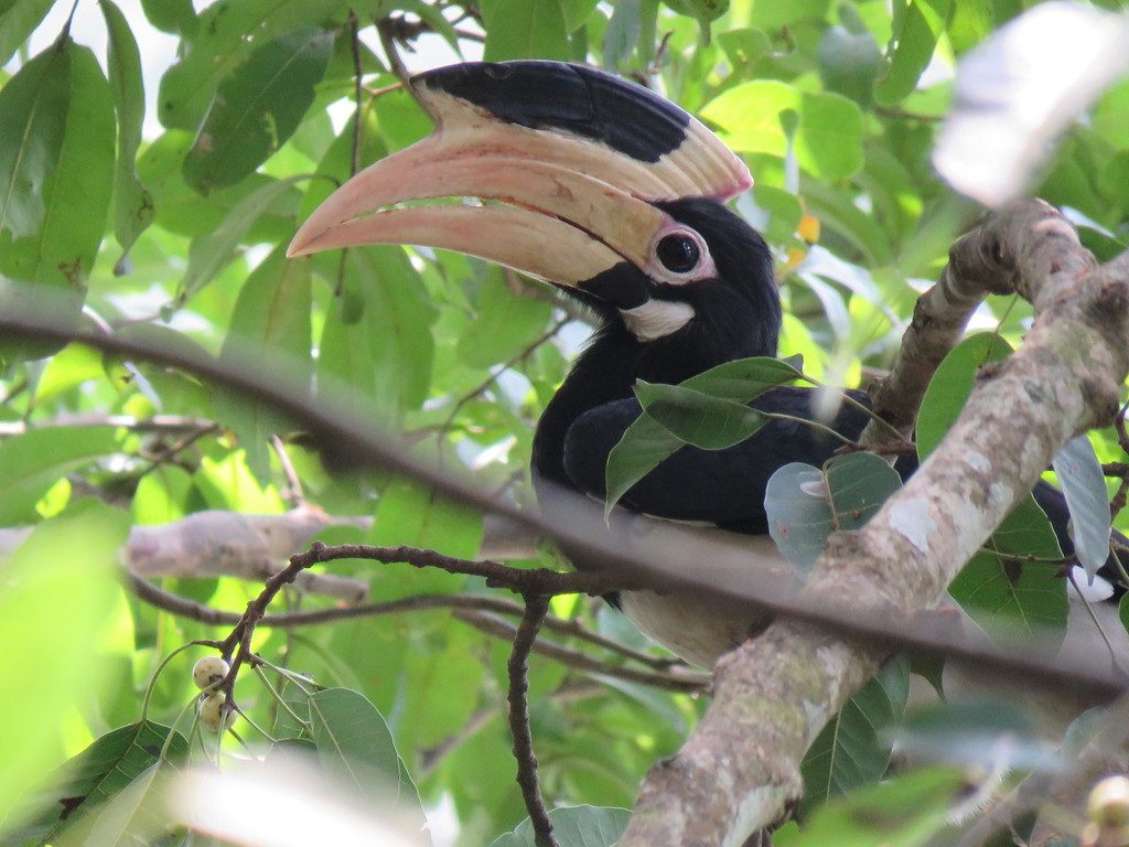 Malabar Pied Hornbill reference