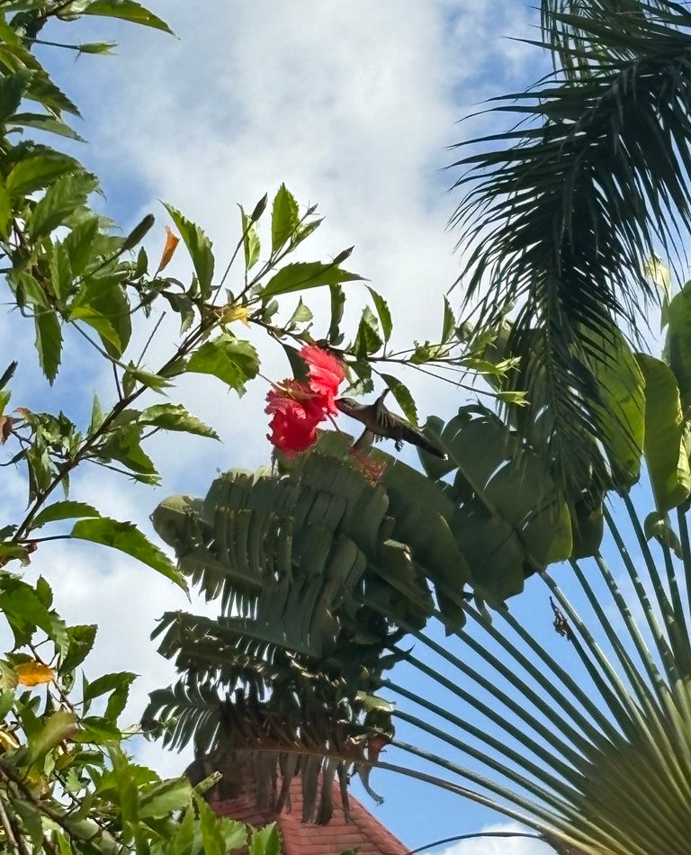 Hispaniolan Mango reference