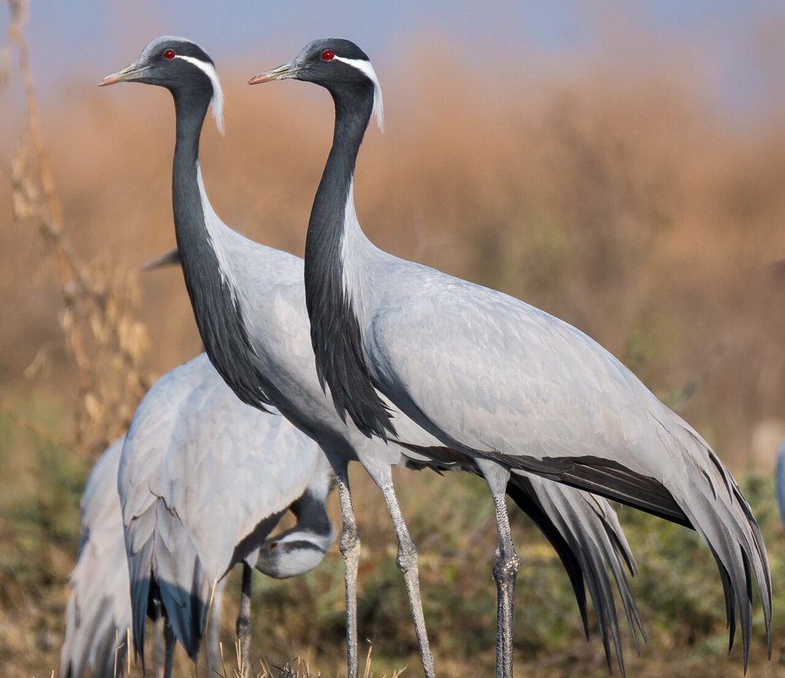 Demoiselle Crane reference