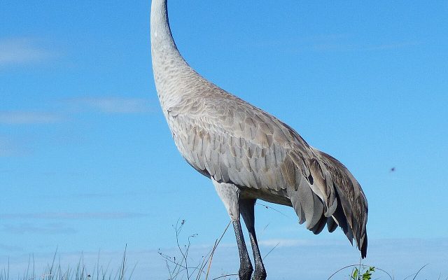 Sandhill Crane reference