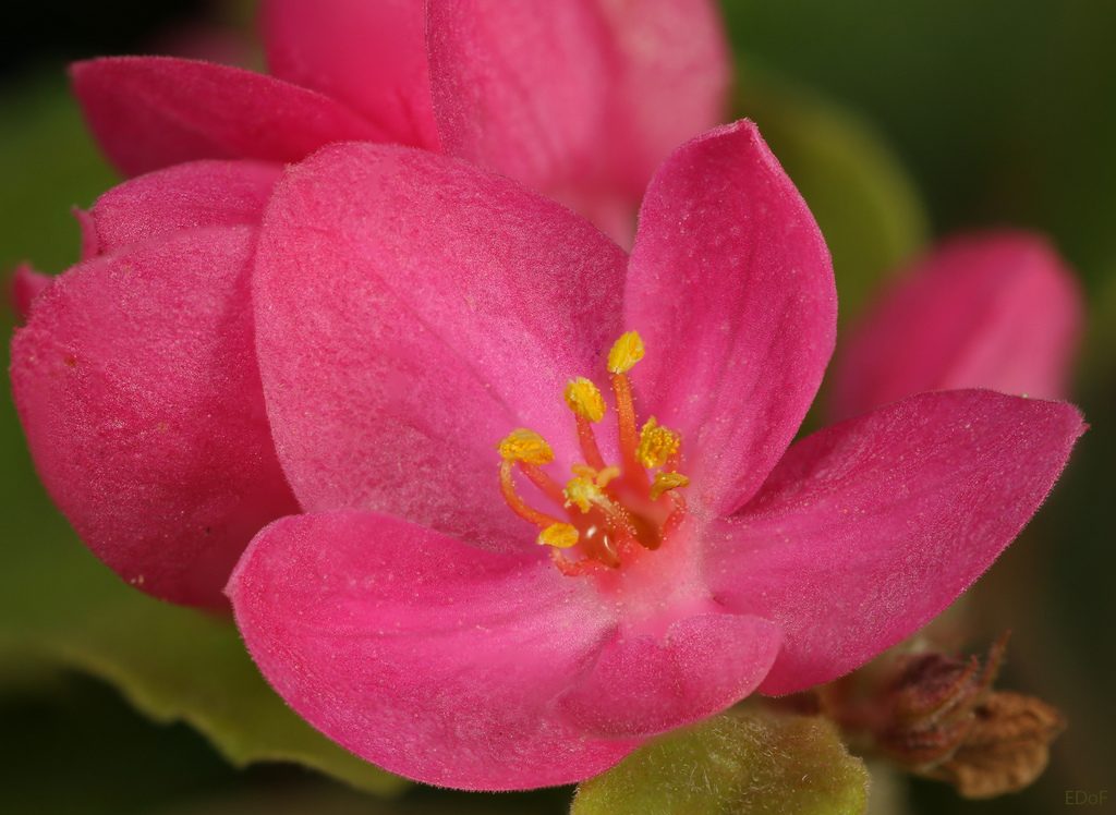 Coral Vine reference