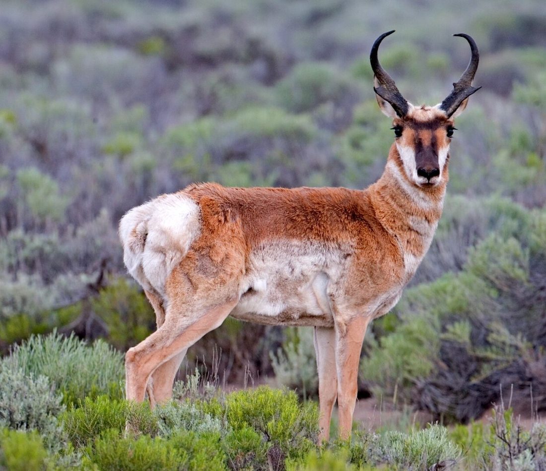 Pronghorn reference