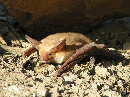 Pallid Bat reference