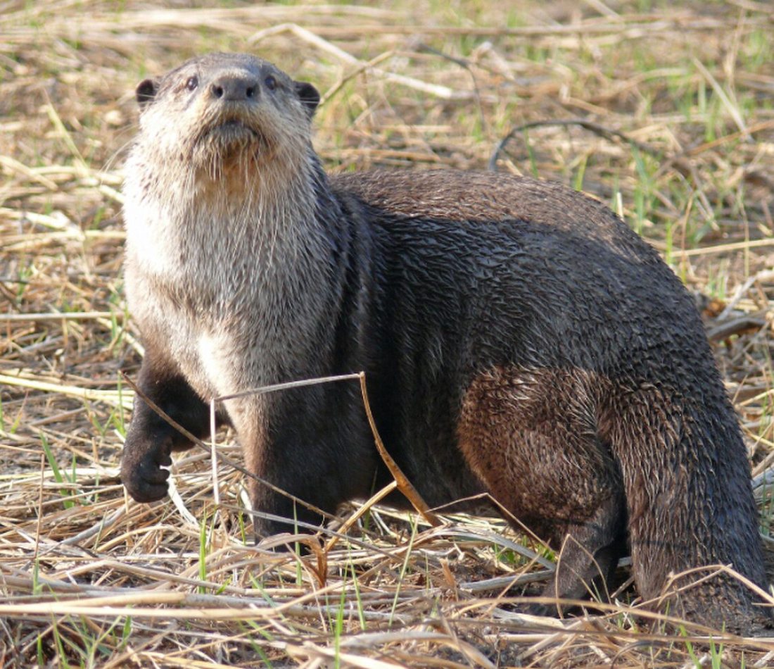 African Clawless Otter reference