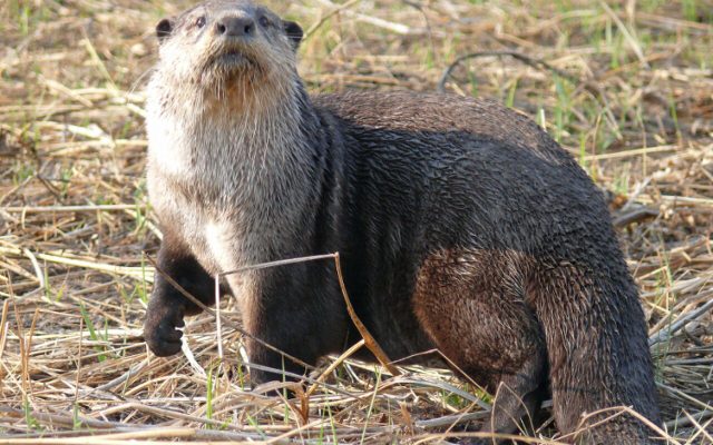 African Clawless Otter reference