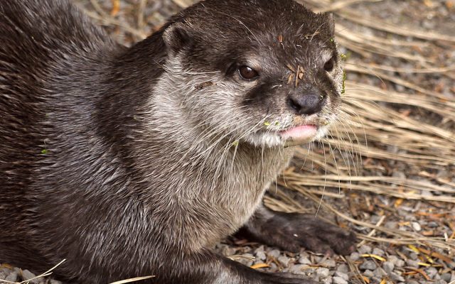 Asian Small-clawed Otter reference