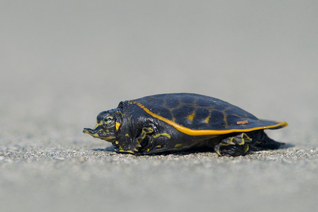 Florida Softshell Turtle reference