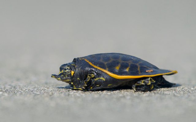 Florida Softshell Turtle reference