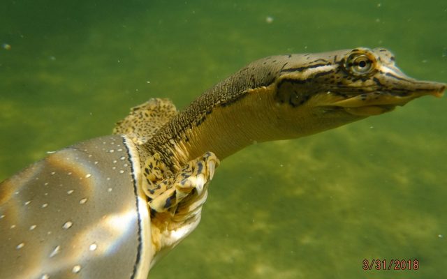 Spiny Softshell Turtle reference