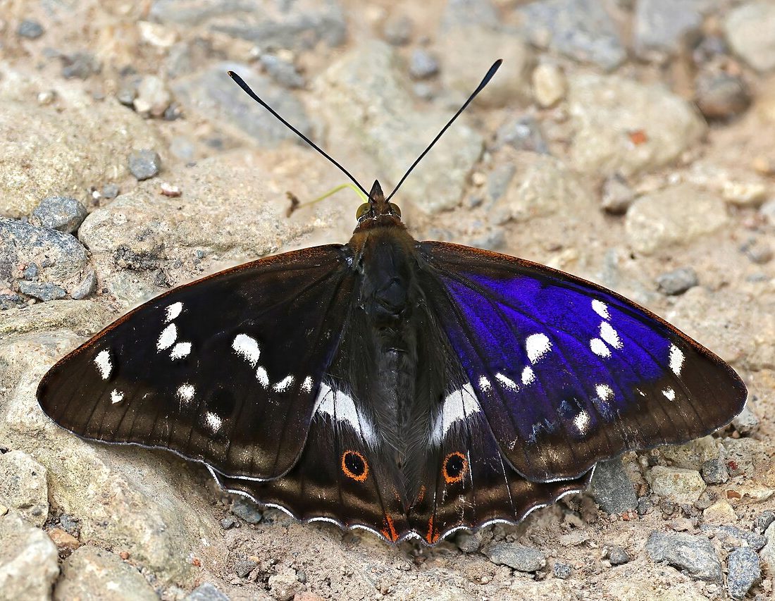Purple Emperor reference
