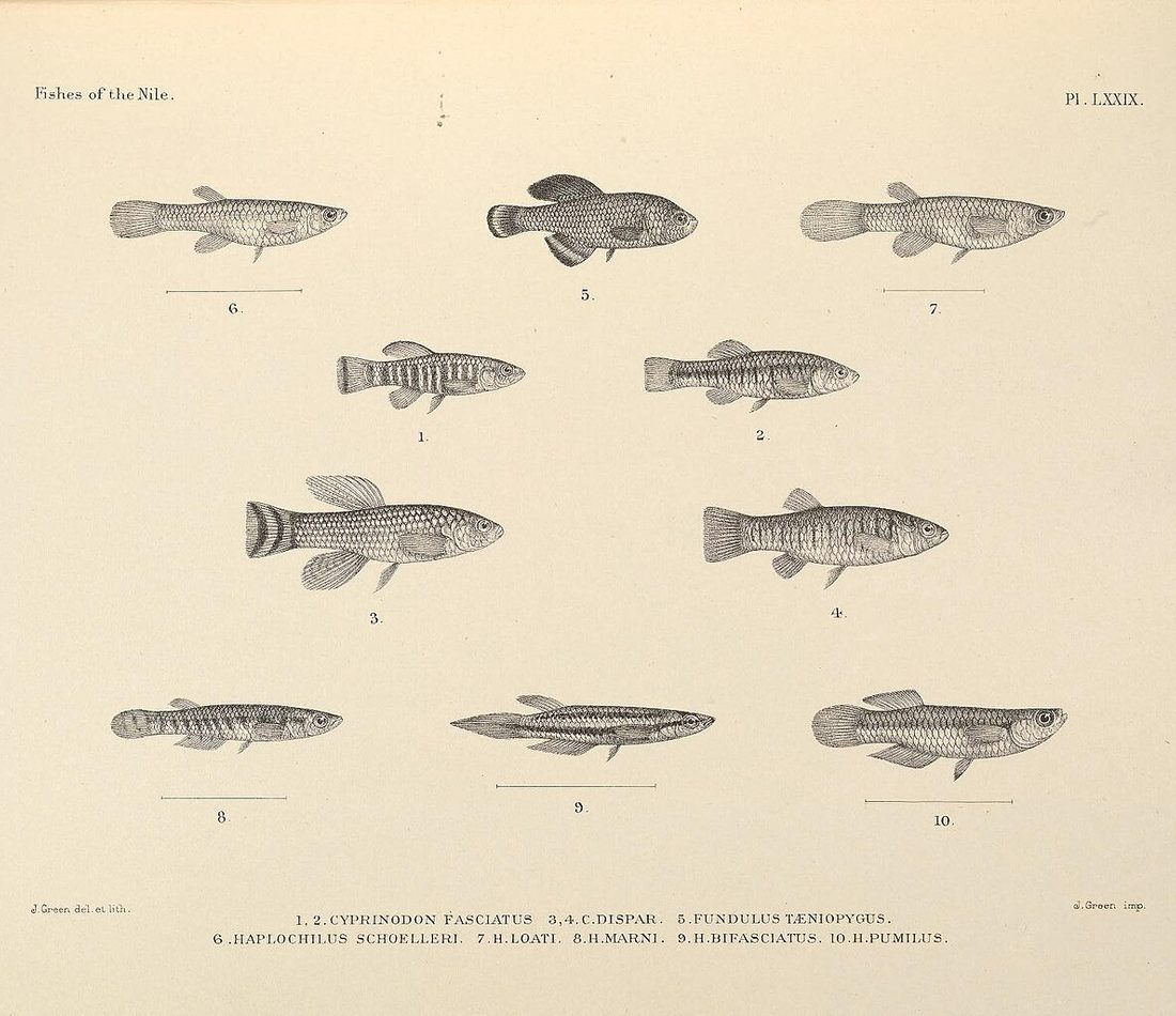 Aphanius dispar reference