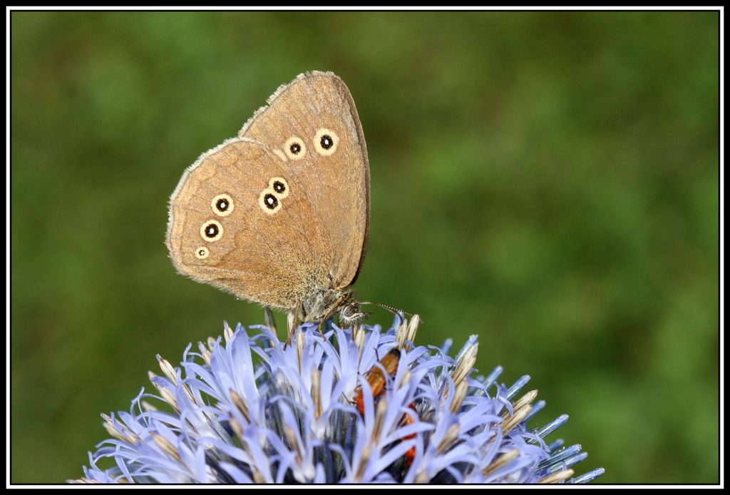 Ringlet reference