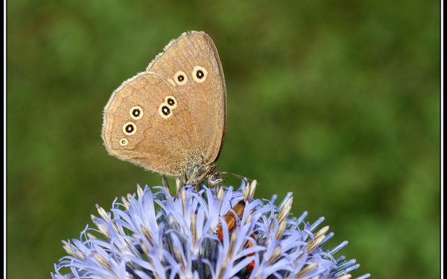 Ringlet reference
