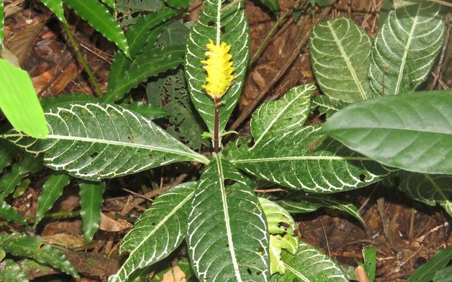 Zebra Plant reference
