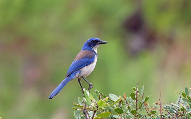Island Scrub-Jay reference