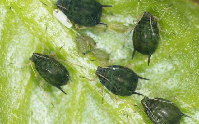 Melon Aphid reference